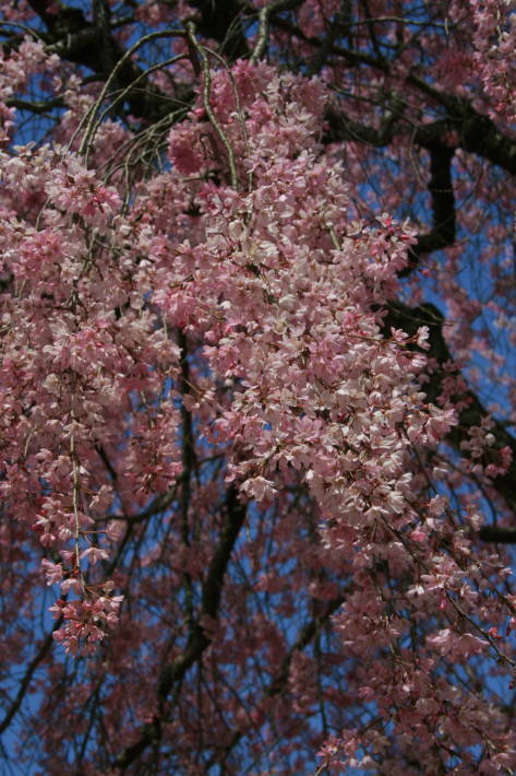 f0031304_6134626.jpg
