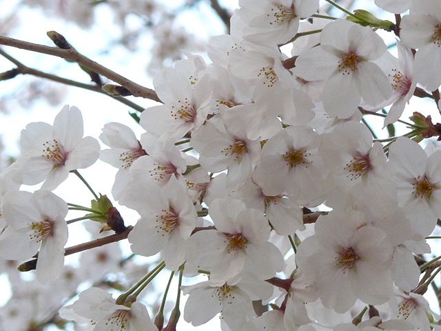f0004019_18103034.jpg