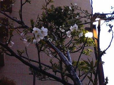 c0128722_4152375.jpg