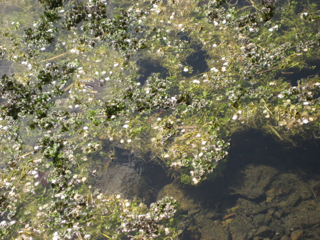 d0147727_7365717.jpg