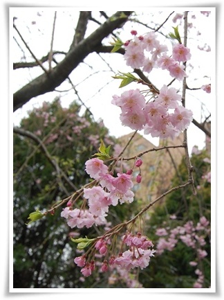 しだれ桜