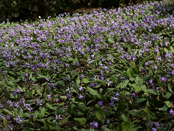 d0091754_188684.jpg