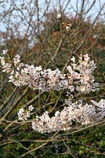 c0074156_1649311.jpg