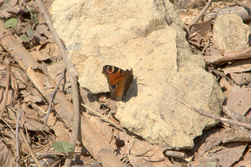 d0098057_4384291.jpg