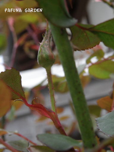 e0184558_8353381.jpg