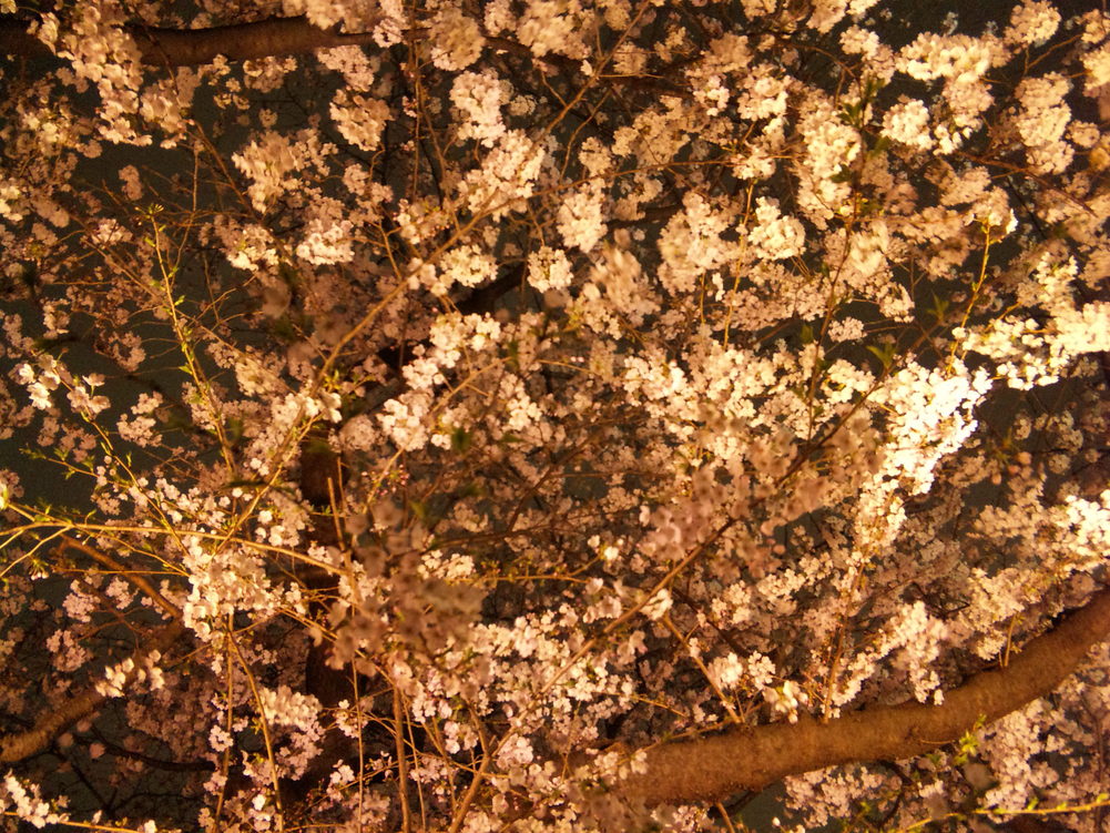 b0101263_0411318.jpg