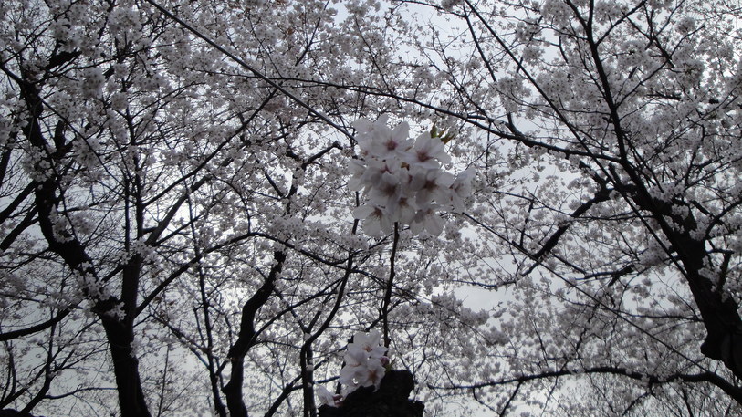 b0101263_1104769.jpg