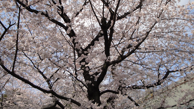 b0101263_185020.jpg