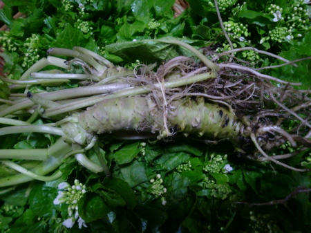 d0105063_1123166.jpg
