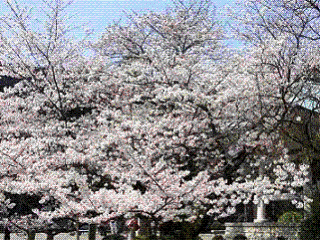 e0197164_11331412.gif