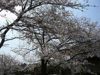 e0197164_1133437.gif