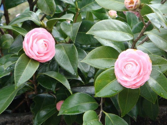 f0231573_1937191.jpg