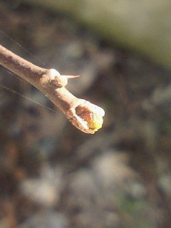 e0175288_11381894.jpg
