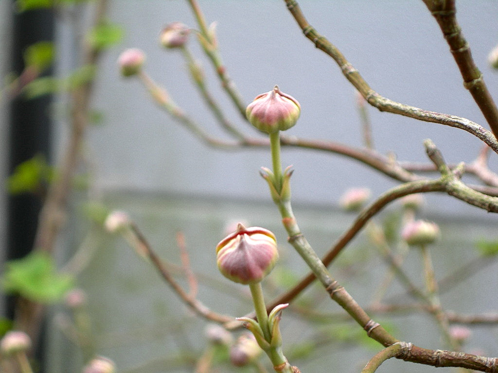 c0220700_1316992.jpg
