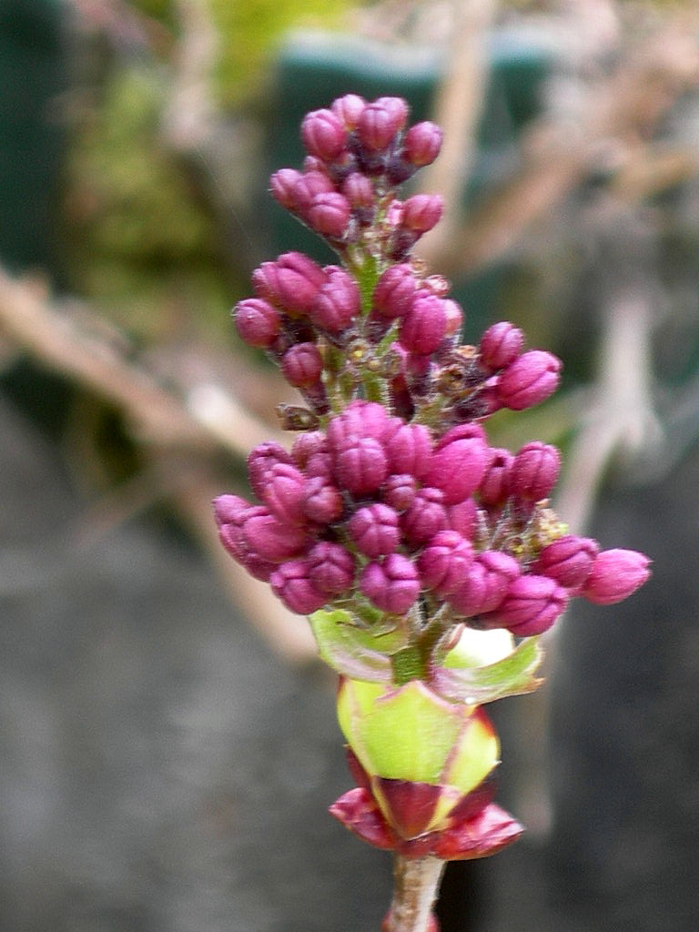 c0220700_13175833.jpg