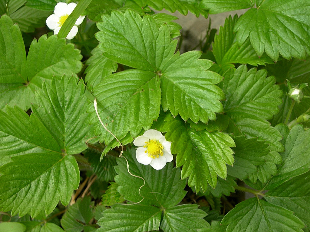 c0220700_13204785.jpg