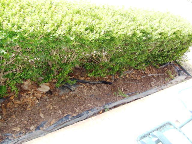 c0062603_5434941.jpg