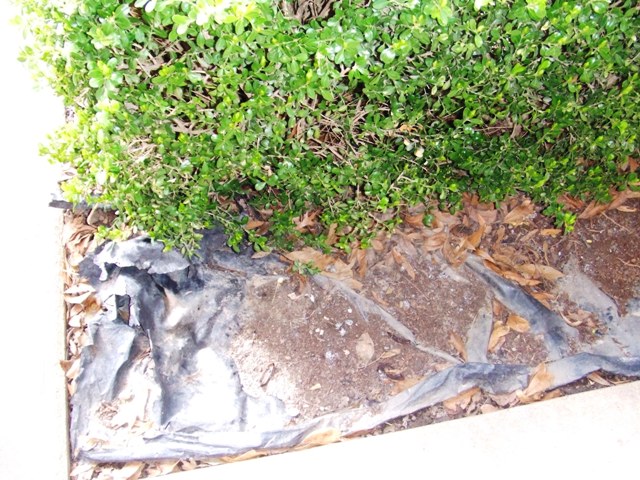 c0062603_54476.jpg