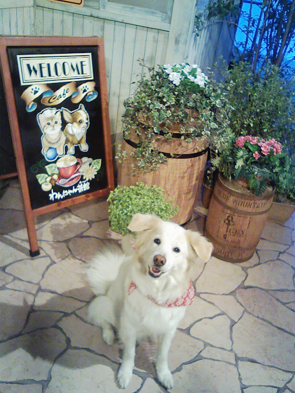 a0032004_23333138.jpg