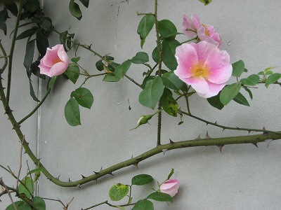 f0139520_16273481.jpg