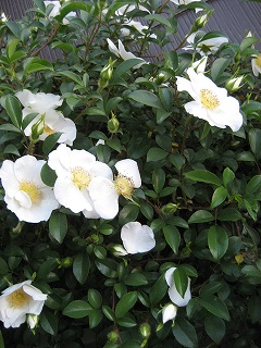 f0139520_162801.jpg