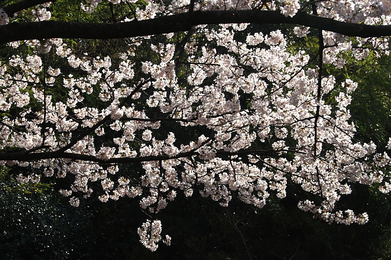 f0031423_21174441.jpg