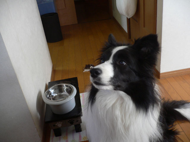 d0059230_8571924.jpg