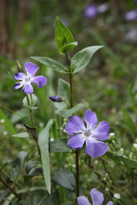 c0125735_2340154.jpg