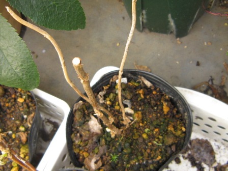c0025140_2075960.jpg