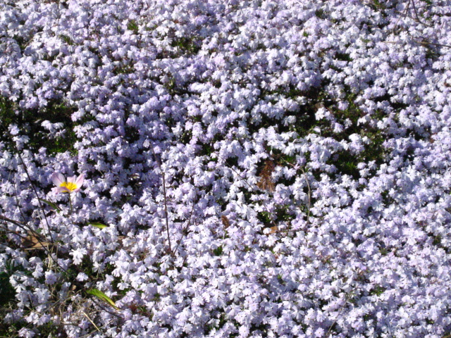 f0154245_1892554.jpg
