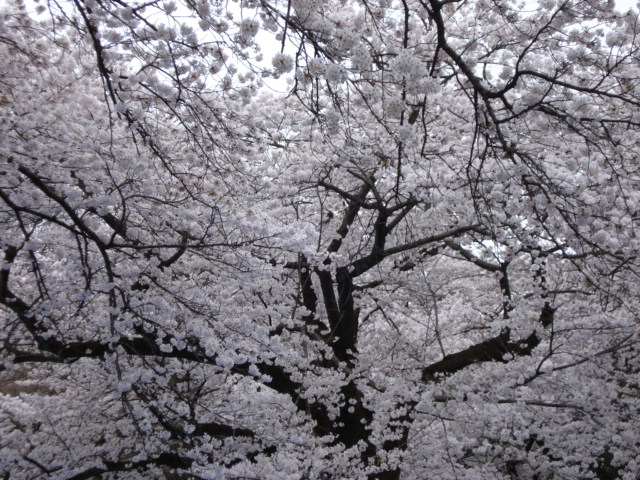 f0190054_217294.jpg