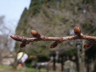 c0208355_11412055.jpg