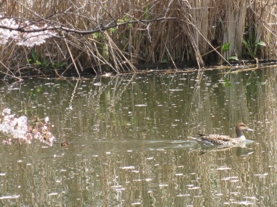 b0158061_20511540.jpg