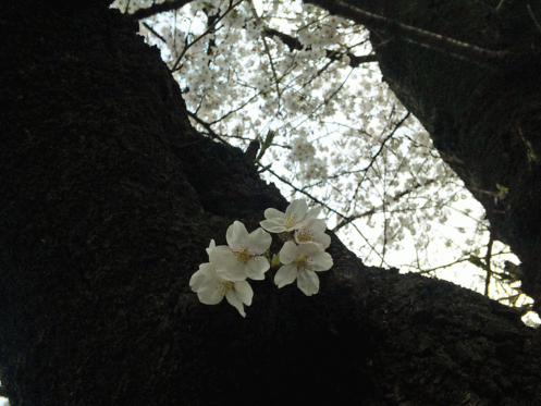 b0101263_9252658.gif