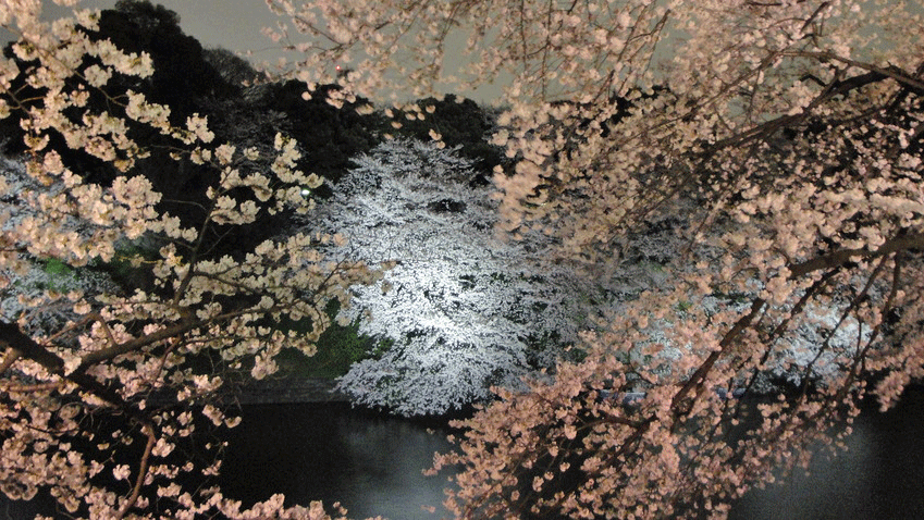 b0101263_9275494.gif