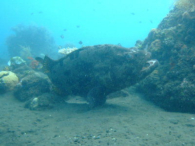e0184067_1014086.jpg