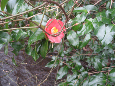 d0050871_10245829.gif