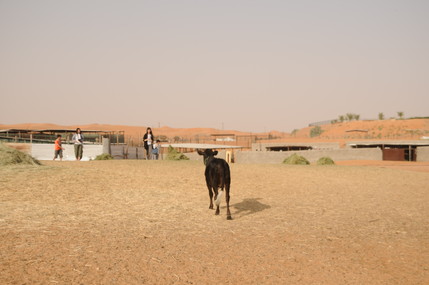 e0066474_0572257.jpg