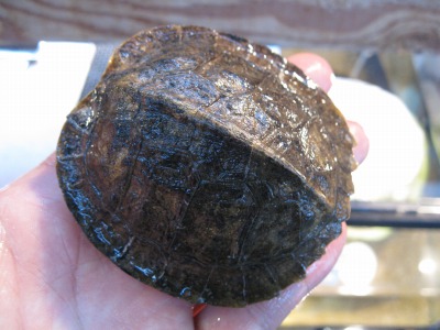 e0099576_1520245.jpg