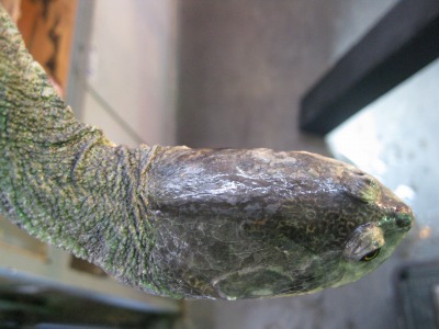 e0099576_152243100.jpg