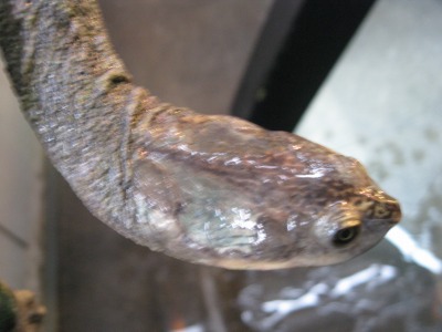 e0099576_15232169.jpg