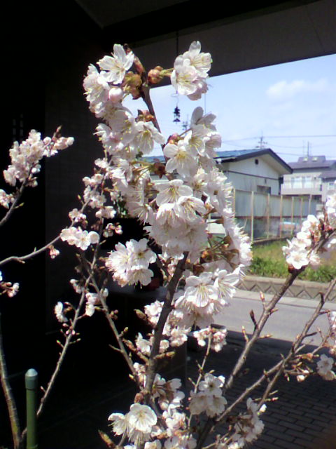 d0094078_183026.jpg