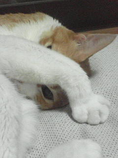 c0180581_23342330.jpg