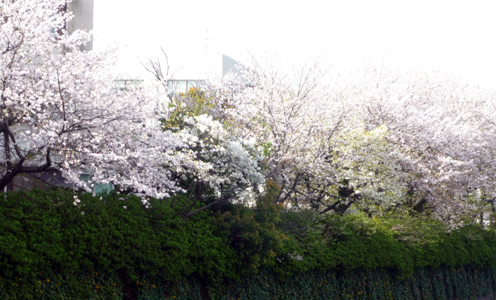 c0125283_8511482.jpg