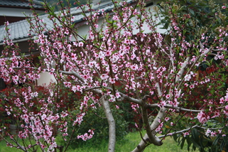 e0162984_22201841.jpg