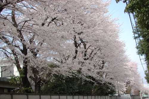 a0011999_1330215.jpg