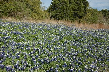 b0171411_144231.jpg