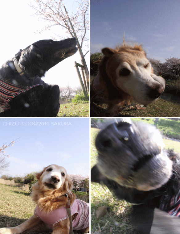 c0017311_15365153.gif