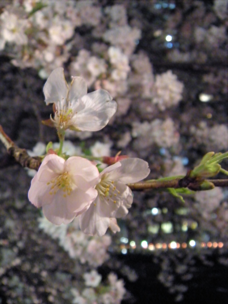 c0201411_2356156.jpg