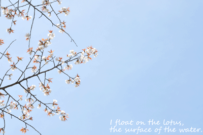 b0075318_1937130.gif